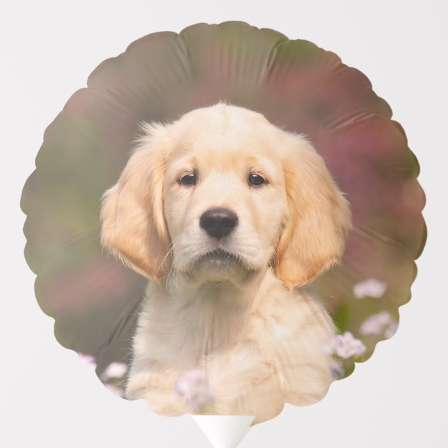 Cute Golden Retriever Dog Puppy Face Animal Photo Balloon (Front)