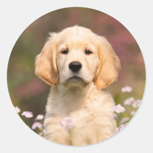 Cute Golden Retriever Dog Puppy Face Animal Photo Classic Round Sticker