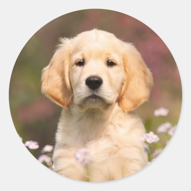 Cute Golden Retriever Dog Puppy Face Animal Photo Classic Round Sticker (Front)