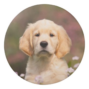 Cute Golden Retriever Dog Puppy Face Animal Photo Eraser by Kathom_Photo at Zazzle