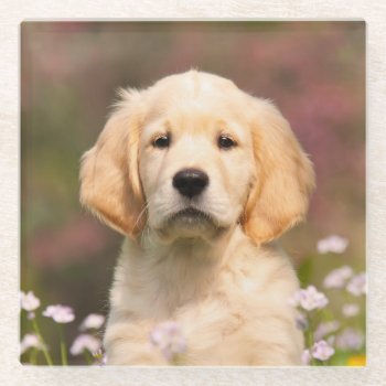 Cute Golden Retriever Dog Puppy Face Animal Photo Glass Coaster by Kathom_Photo at Zazzle