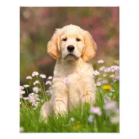 Cute Golden Retriever Puppy print by Katho Menden