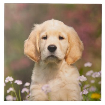 Cute Golden Retriever Dog Puppy Portrait - Tile by Kathom_Photo at Zazzle