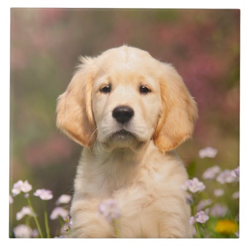 Cute Golden Retriever Dog Puppy Portrait _ Tile