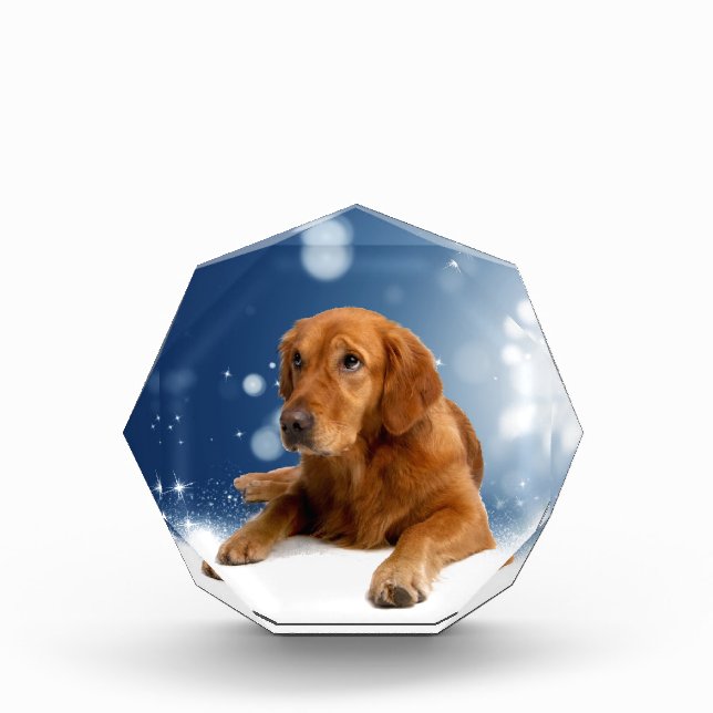 Cute Golden Retriever Dog Sitting in Snow Stars Acrylic Award (Front)