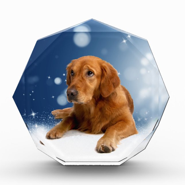 Cute Golden Retriever Dog Sitting in Snow Stars Award (Front)