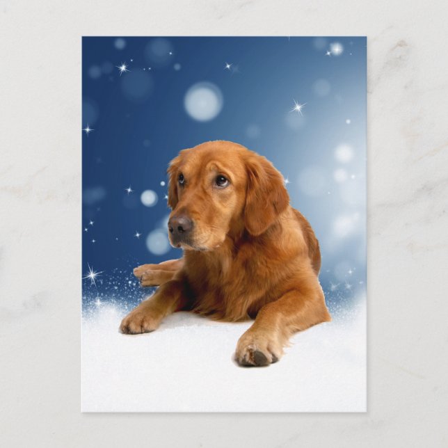 Cute Golden Retriever Dog Sitting in Snow Stars Postcard (Front)
