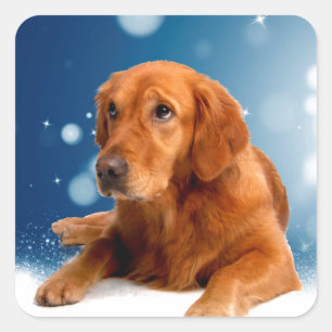 Cute Golden Retriever Dog Sitting in Snow Stars Square Sticker