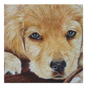 cute golden retriever puppy dog portrait art poster