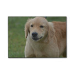 Cute Golden Retriever Puppy Post-it Notes
