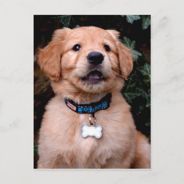 Cute Golden Retriever Puppy Postcard (Front)