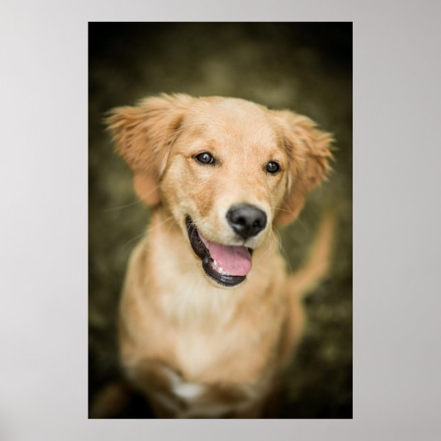 Cute Golden Retriever Puppy Poster (Front)