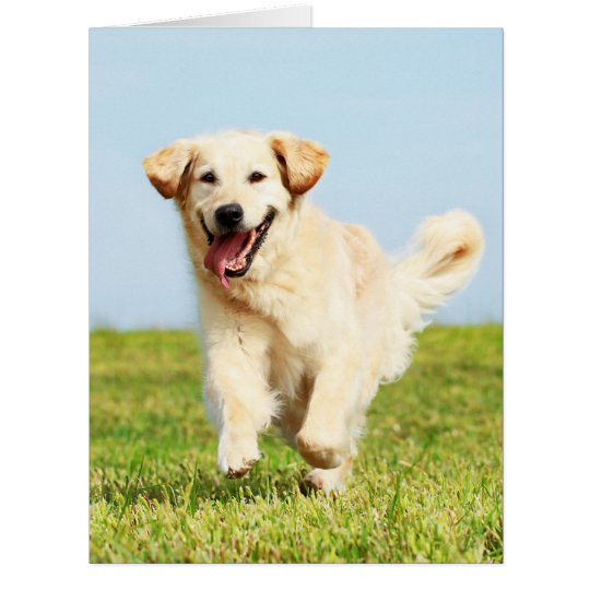 Cute Golden Retriever Puppy Running on Grass | Zazzle.com