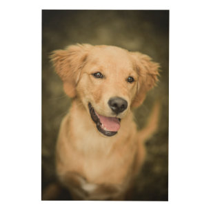 Cute Golden Retriever Puppy Wood Wall Art
