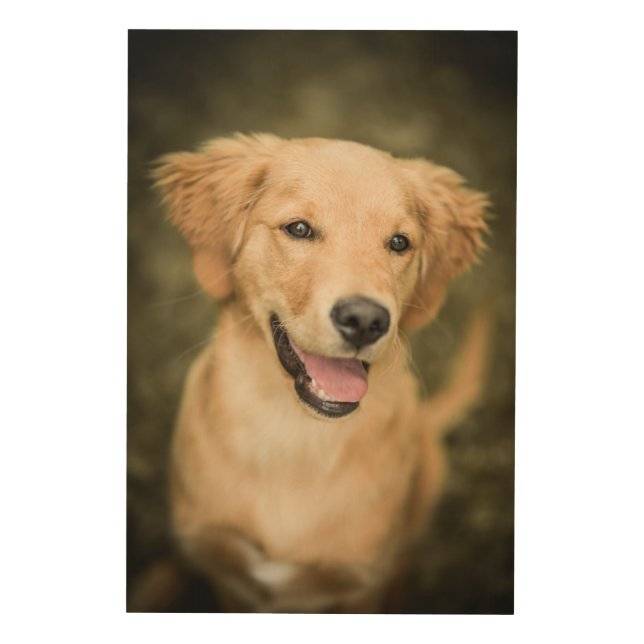 Cute Golden Retriever Puppy Wood Wall Art (Front)
