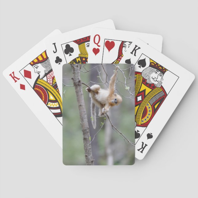 Cute Golden Snub-nosed Monkey on Tree Branches Poker Cards (Back)