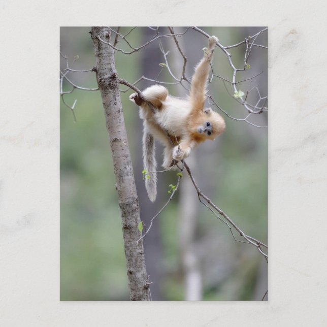 Cute Golden Snub-nosed Monkey on Tree Branches Postcard (Front)