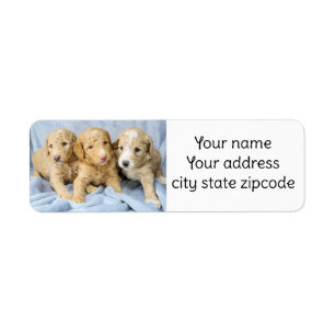 Cute Goldendoodle Puppies return address labels