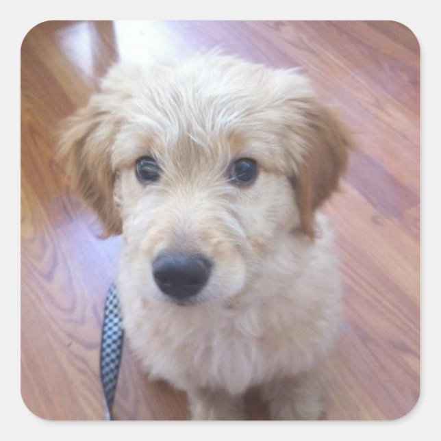 Cute GoldenDoodle puppy pictures Square Sticker (Front)