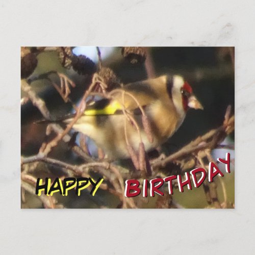 Cute Goldfinch Close Up Happy Birthday Postcard