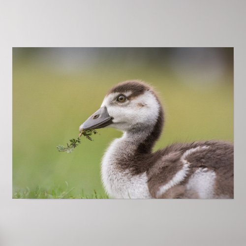 Cute Goose Chick Nature Photo Poster