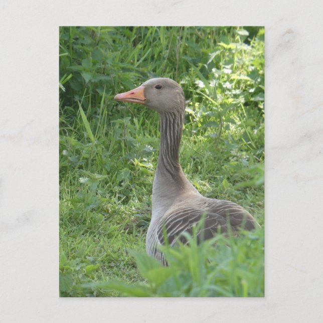 Cute Goose Close up DIY Postcard (Front)