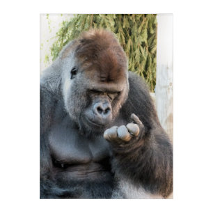 CUTE GORILLA ACRYLIC PRINT