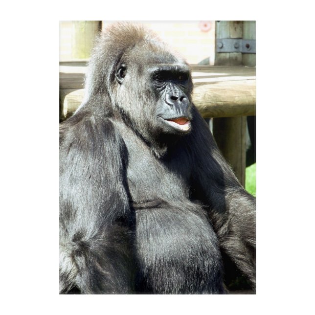 CUTE GORILLA ACRYLIC PRINT (Front)