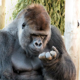 CUTE GORILLA CANVAS PRINT