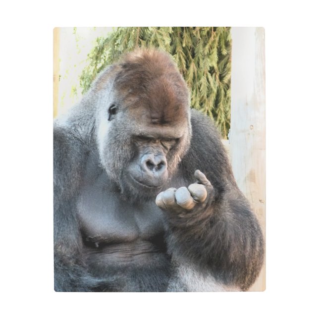 CUTE GORILLA METAL PRINT (Front)