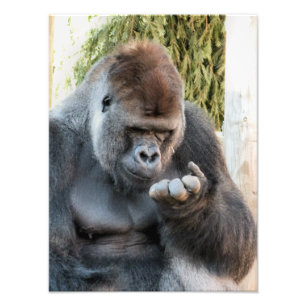 CUTE GORILLA PHOTO PRINT
