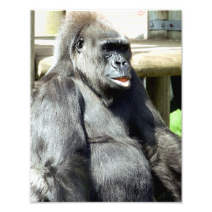 CUTE GORILLA PHOTO PRINT