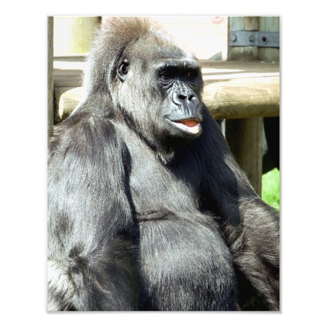 CUTE GORILLA PHOTO PRINT (Front)