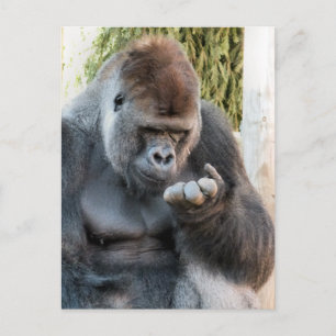 CUTE GORILLA POSTCARD
