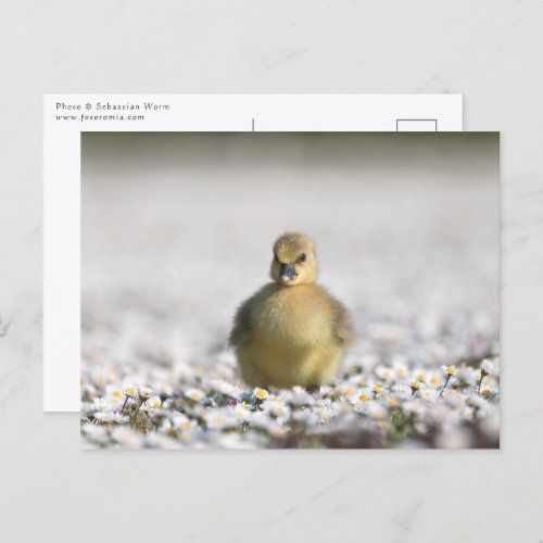Cute gosling nature photo postcard