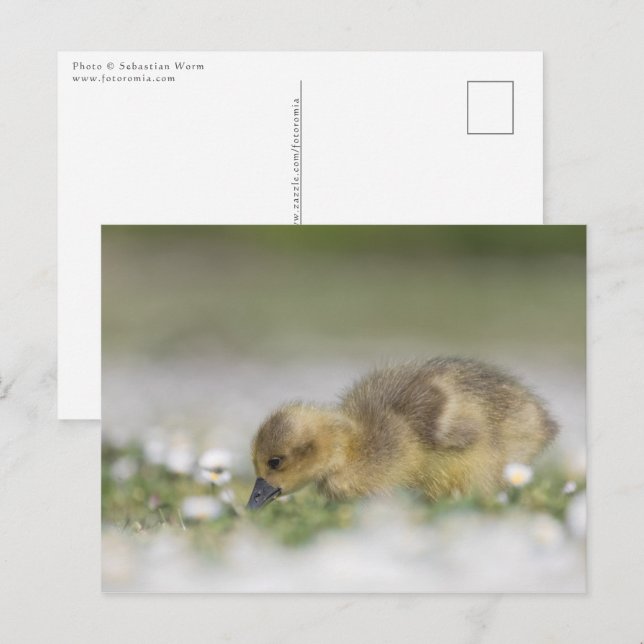 Cute gosling nature photo postcard (Front/Back)