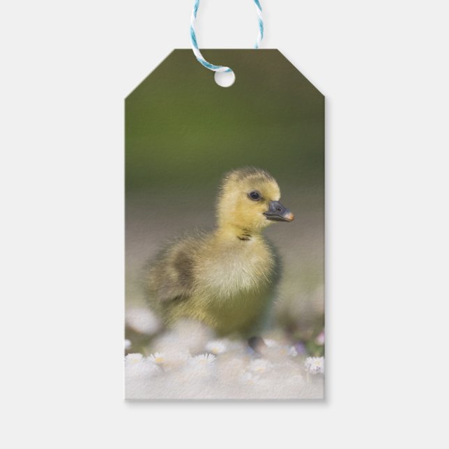Cute Gosling Wildlife Photo Gift Tags (Front)
