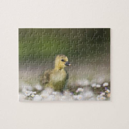 Cute Gosling Wildlife Photo Jigsaw Puzzle