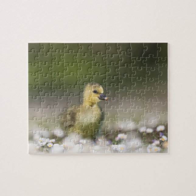 Cute Gosling Wildlife Photo Jigsaw Puzzle (Horizontal)