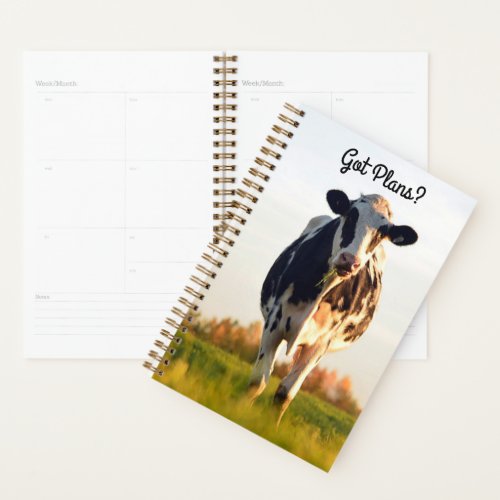 Cute Got Plans Holstein Heifer in Pasture Planner