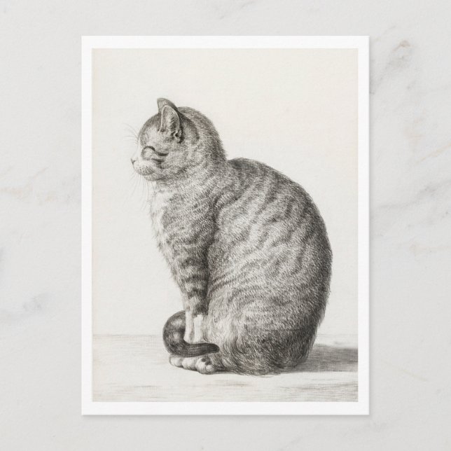 Cute Gray and White Cat Postcard (Front)