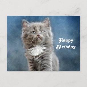 Cute Gray and White Kitten Photo Birthday Postcard