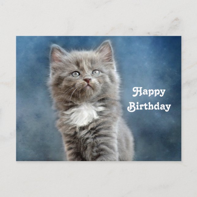 Cute Gray and White Kitten Photo Birthday Postcard (Front)