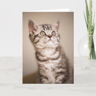Cute Gray British Short Hair Kitten (Blue Tabby) Card