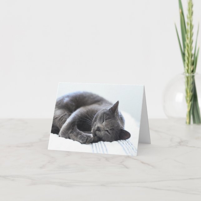 Cute Gray Cat Blank Card (Front)