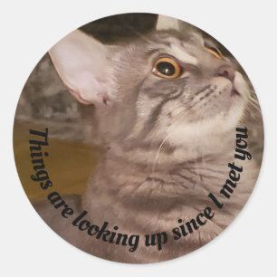 Cute Gray Cat Photo   Things Are Looking Up Quote Classic Round Sticker