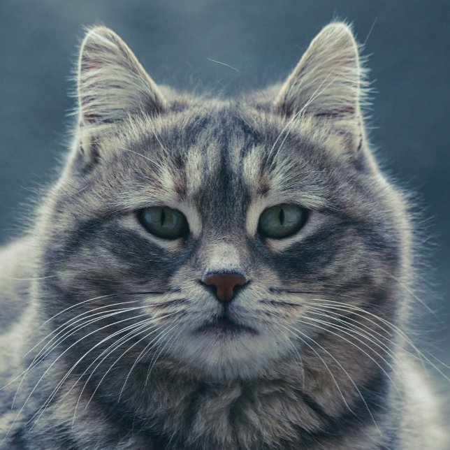 Cute Gray Cat Portrait Phone Case (Creator Uploaded)
