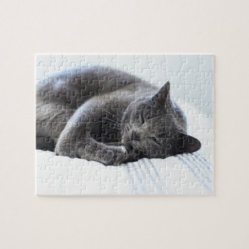 Cute Gray Cat Puzzle