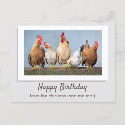 Cute Gray Happy Birthday From The Chickens Postcard