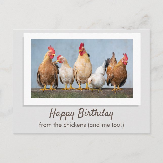 Cute Gray Happy Birthday From The Chickens Postcard (Front)